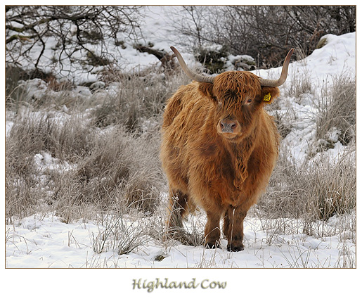 hooglander in de sneeuw