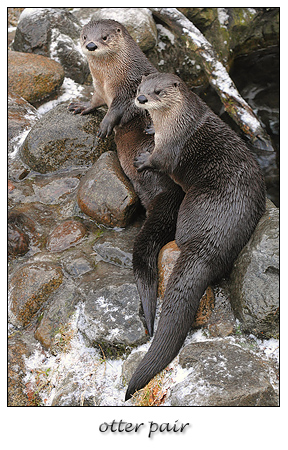 ottertjes