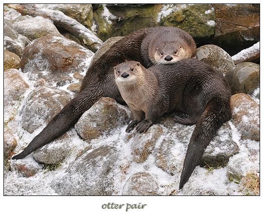 otter paar