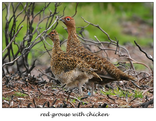 red grouse