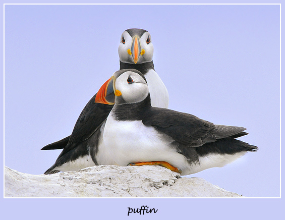 puffins