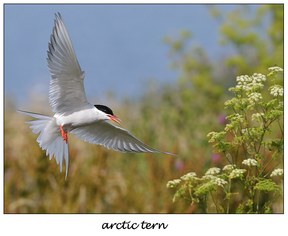 arctic tern