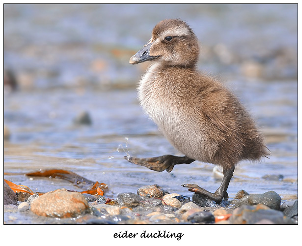 eider eendje