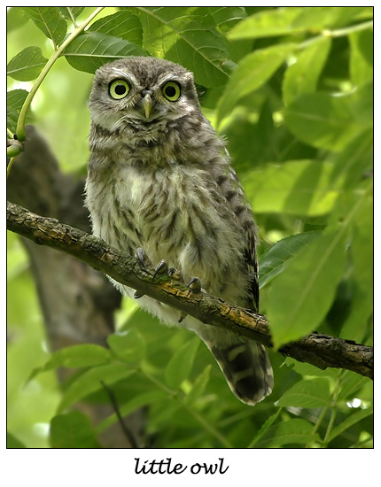 little owl