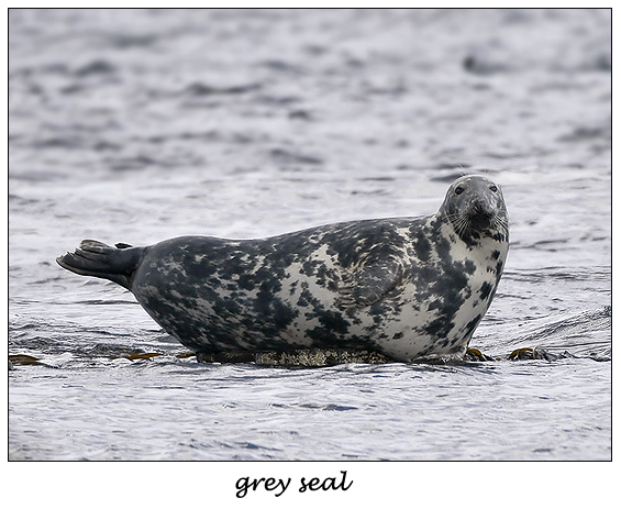 seal