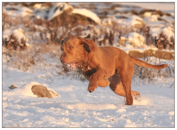 ziva in de sneeuw