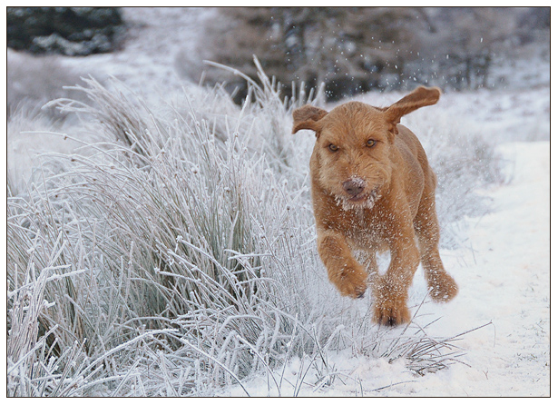 ziva in de sneeuw